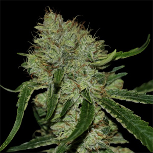 Tangielope marijuana seeds