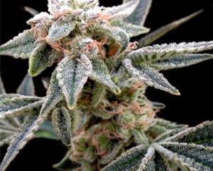 White Alien marijuana seeds