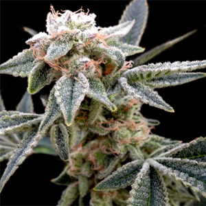 White Alien marijuana seeds