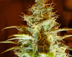 White Russian marijuana seeds