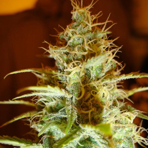 White Russian marijuana seeds