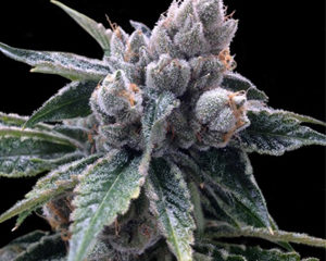 White Walker Kush marijuana seeds