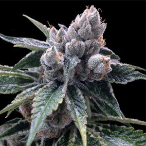 White Walker Kush marijuana seeds