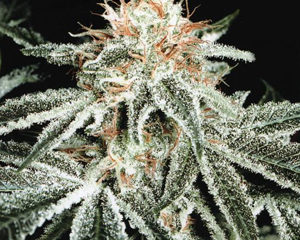 White Widow marijuana seeds