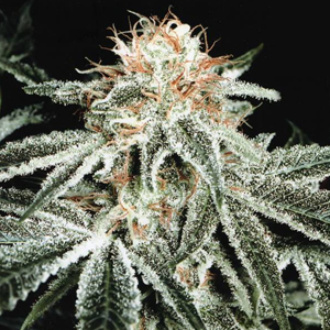White Widow marijuana seeds