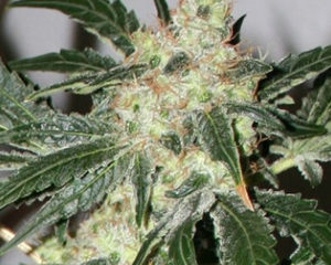 Acid marijuana seeds