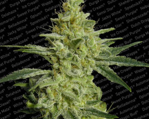 Allkush marijuana seeds