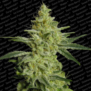 Allkush marijuana seeds