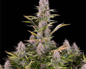 Amnesia Kush marijuana seeds