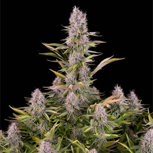 Amnesia Kush marijuana seeds