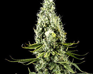 Arjan's Haze #3 marijuana seeds