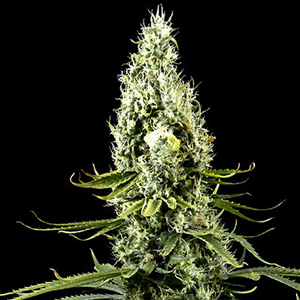 Arjan's Haze #3 marijuana seeds