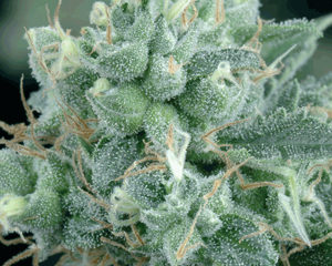 Arjan's Strawberry Haze marijuana seeds