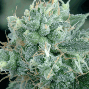 Arjan's Strawberry Haze marijuana seeds