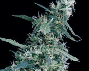 Arjan's Ultra Haze #1 marijuana seeds