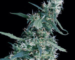 Arjan's Ultra Haze #1 marijuana seeds