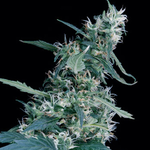 Arjan's Ultra Haze #1 marijuana seeds