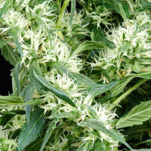 Arjan's Ultra Haze #2 marijuana seeds