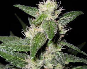 Azure Haze marijuana seeds