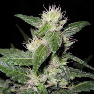 Azure Haze marijuana seeds