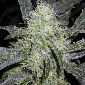 Big Bang marijuana seeds