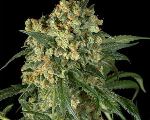 Big Kush marijuana seeds