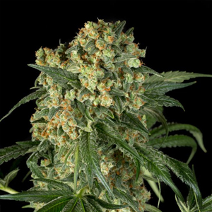 Big Kush marijuana seeds