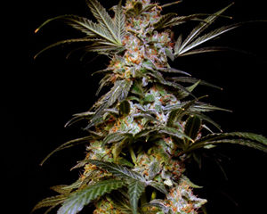 Black Domina marijuana seeds