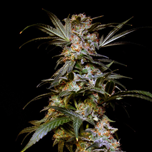 Black Domina marijuana seeds