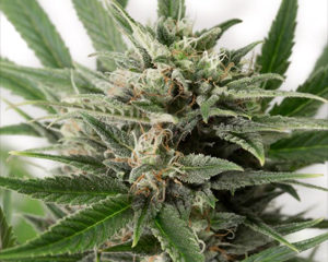 Blue Amnesia XXL marijuana seeds