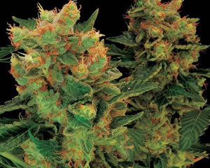 Blue Hash marijuana seeds