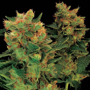 Blue Hash marijuana seeds
