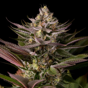 Blue Kush marijuana seeds