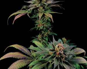 Blue Widow marijuana seeds