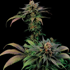 Blue Widow marijuana seeds