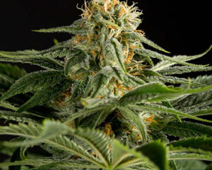 California Hash Plant marijuana seeds