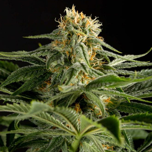 California Hash Plant marijuana seeds