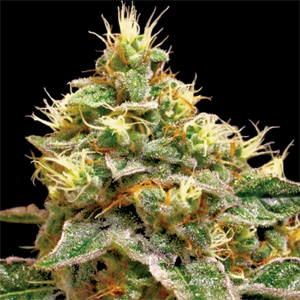 Confidential Cheese marijuana seeds