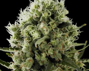 Critical Jack marijuana seeds