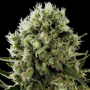 Critical Jack marijuana seeds