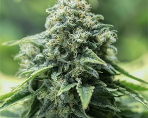 Critical Mass CBD marijuana seeds