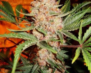 Diamond Girl marijuana seeds