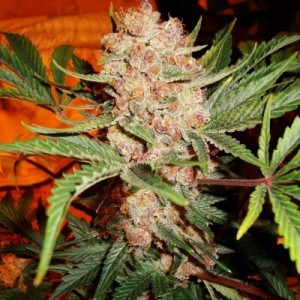 Diamond Girl marijuana seeds