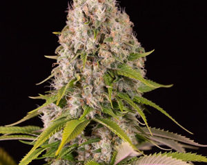 Diesel marijuana seeds