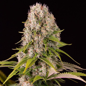 Diesel marijuana seeds