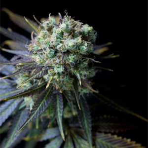 Dinamed CBD marijuana seeds