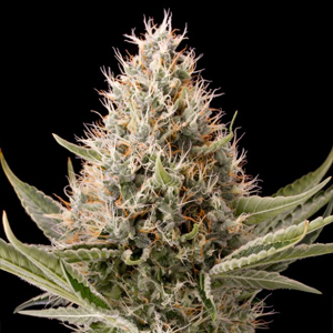 Dinamex marijuana seeds