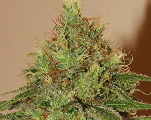 Durban marijuana seeds