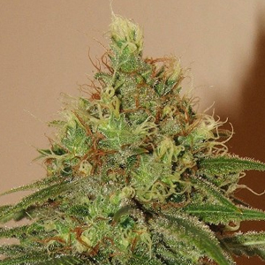 Durban marijuana seeds