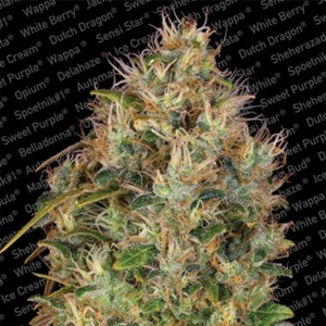 Dutch Kush marijuana seeds